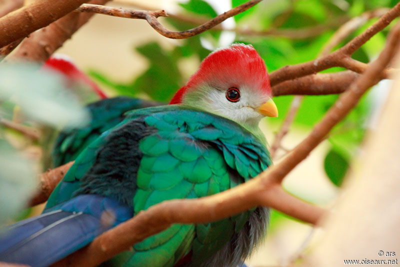 Red-crested Turaco