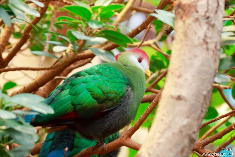 Red-crested Turaco, identification