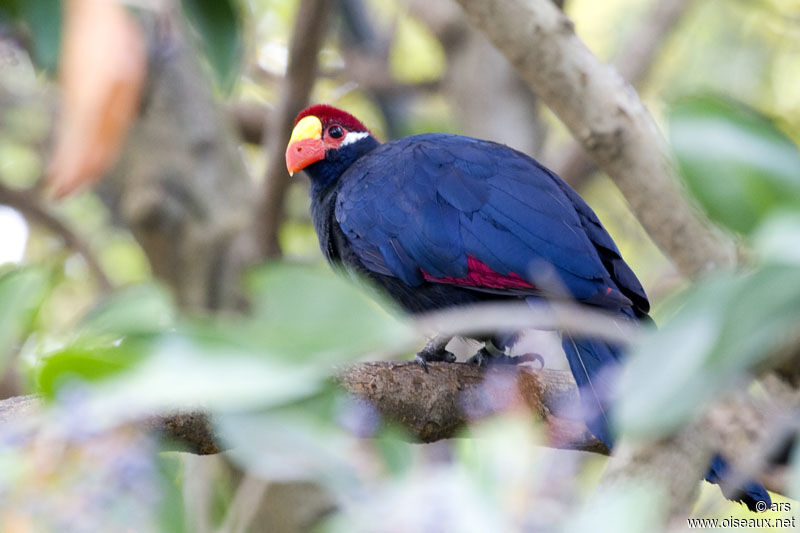 Touraco violet, identification