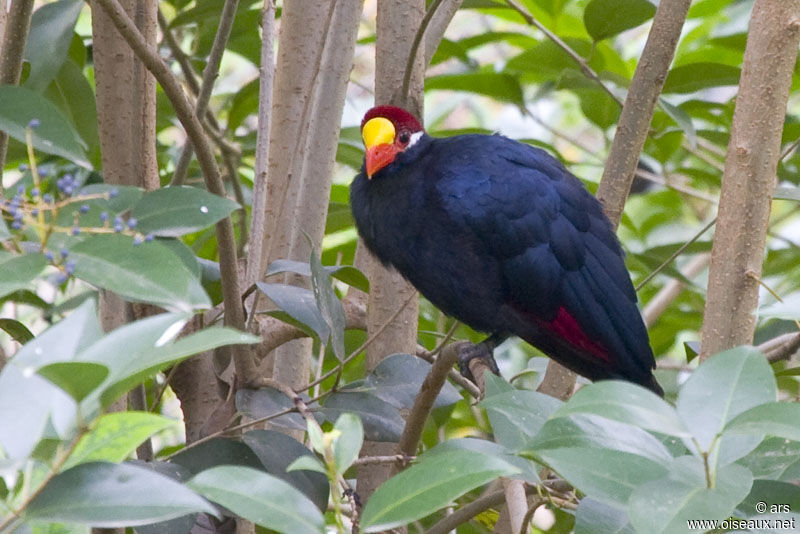 Violet Turaco, identification