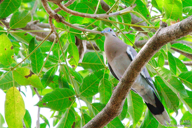 White-winged Dove, identification