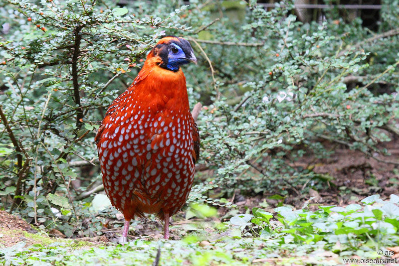 Temminck's Tragopan male, identification