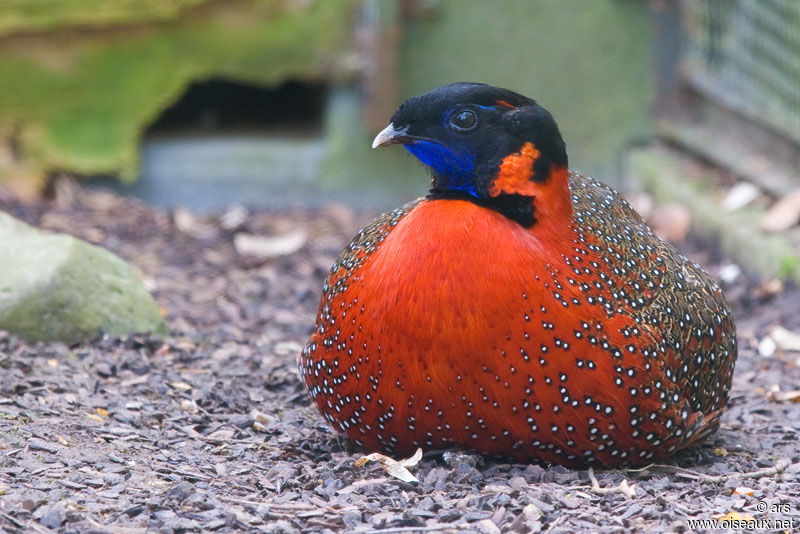 Tragopan satyre, identification