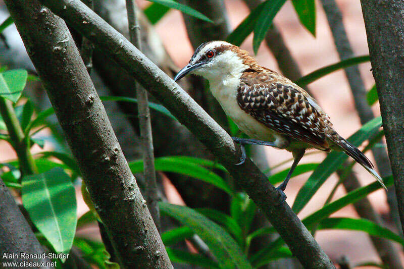 Troglodyte à nuque rousse, identification