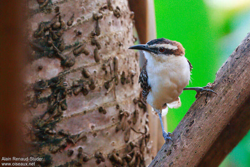 Veracruz Wrenadult, close-up portrait