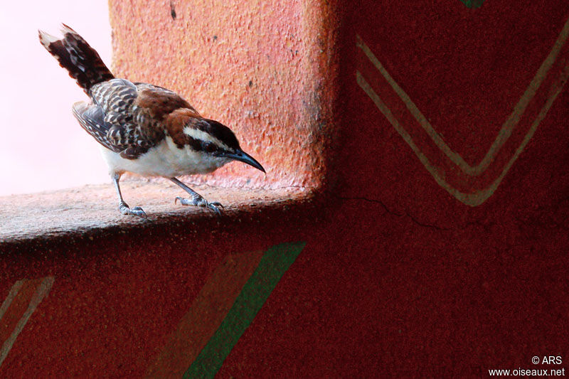 Veracruz Wren, identification