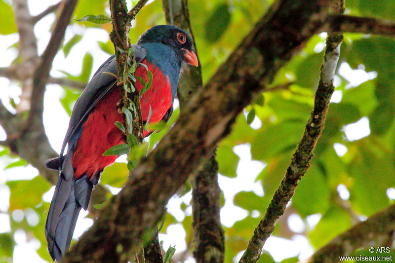 Slaty-tailed Trogon, identification