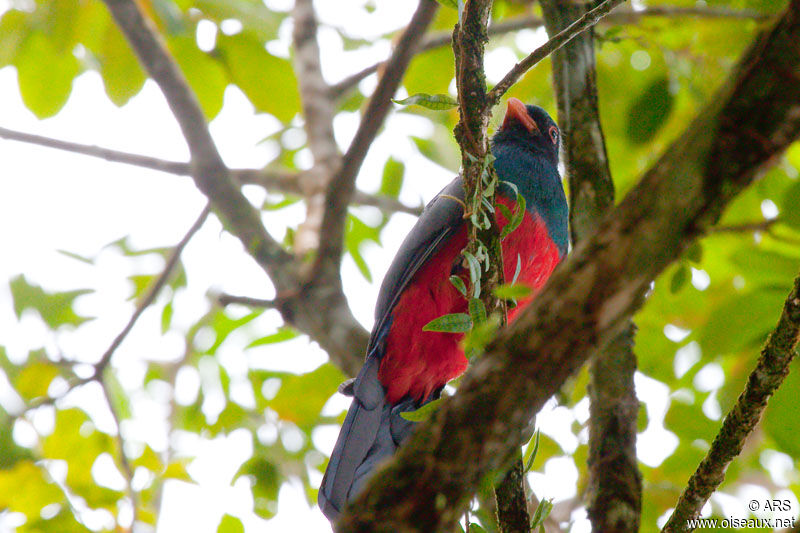 Slaty-tailed Trogon, identification