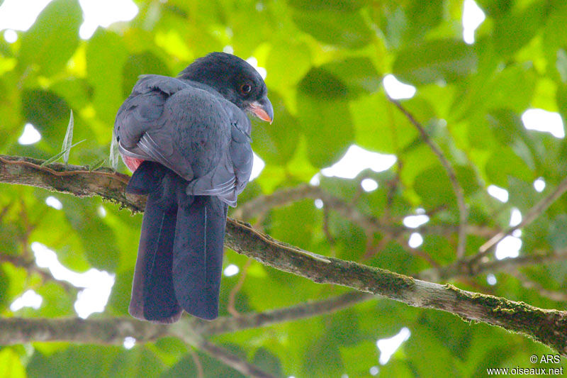 Slaty-tailed Trogon, identification