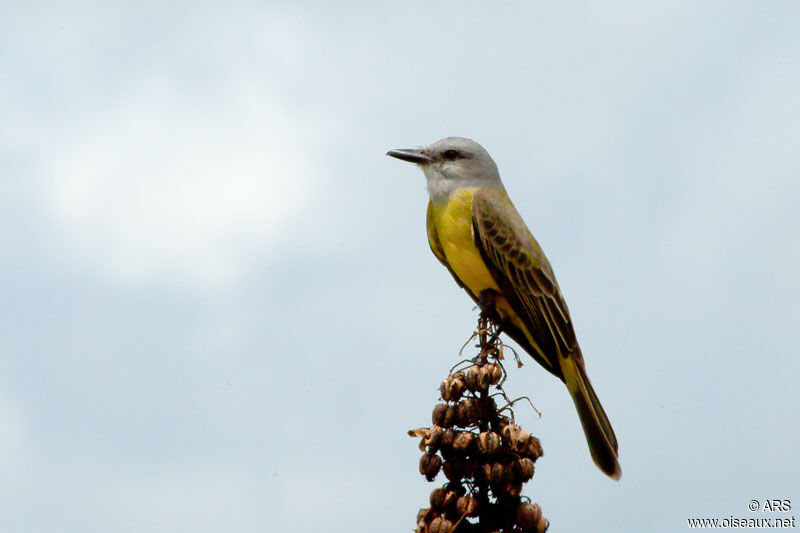 Tropical Kingbird, identification