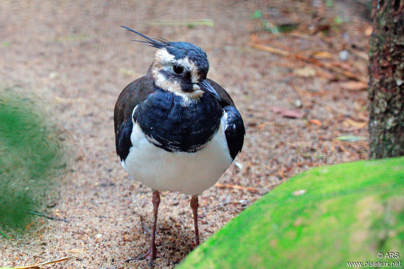 Northern Lapwing, identification