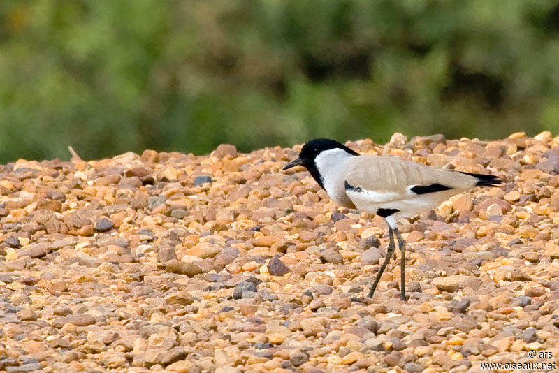 River Lapwing, identification