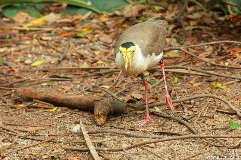 Masked Lapwing, identification