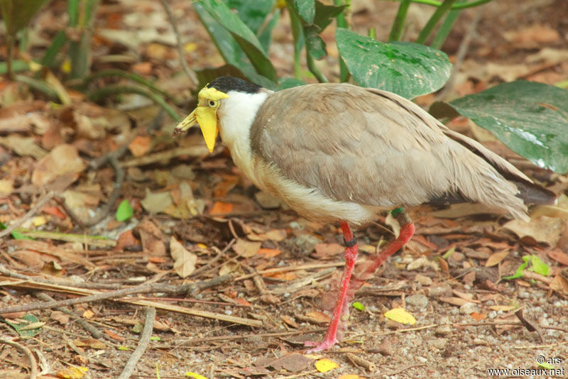 Masked Lapwing, identification