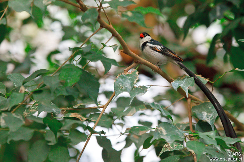 Pin-tailed Whydah, identification