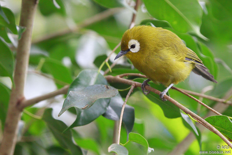 Kikuyu White-eyeadult