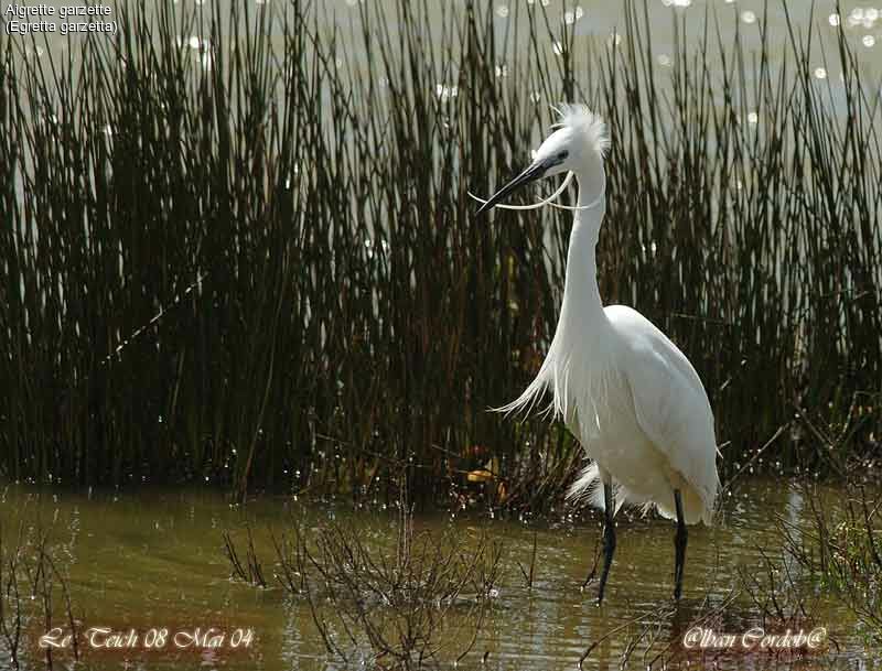 Aigrette garzette