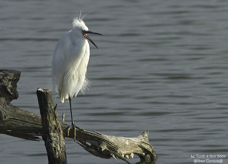 Aigrette garzette