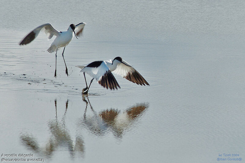 Avocette élégante