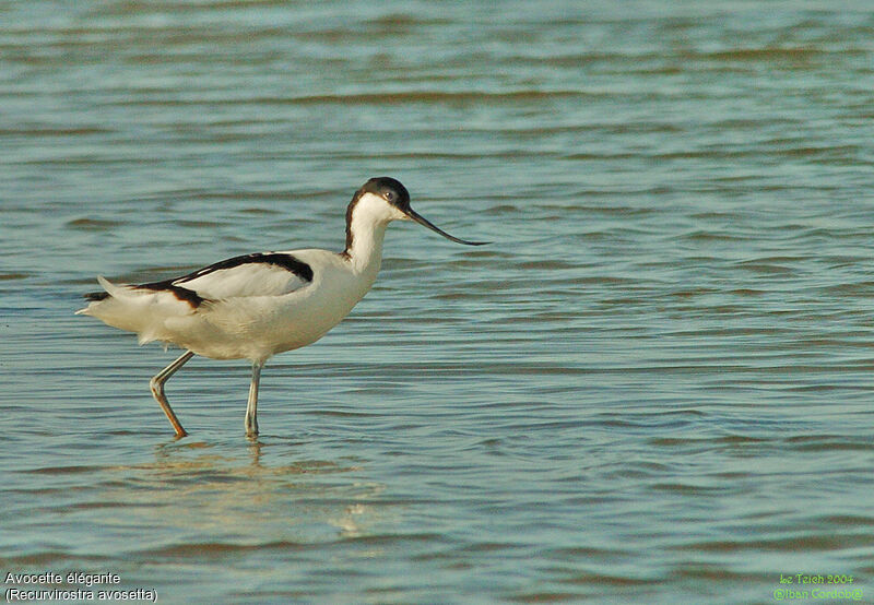 Avocette élégante