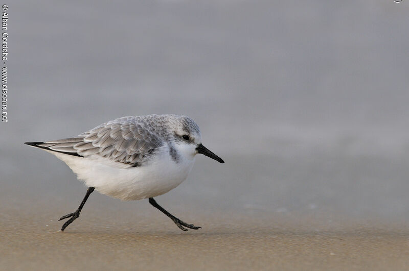 Bécasseau sanderling