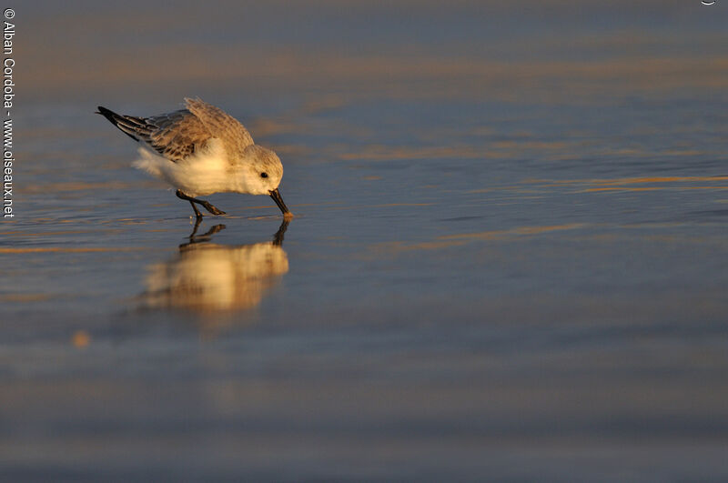 Bécasseau sanderling