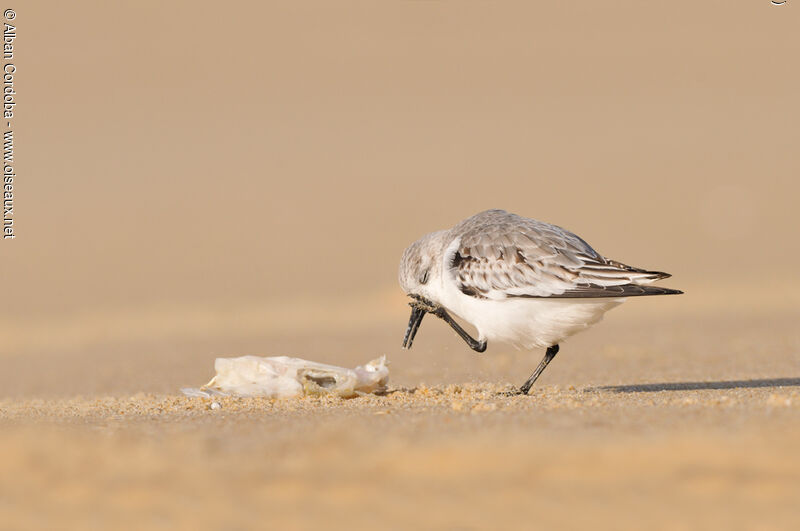 Bécasseau sanderling