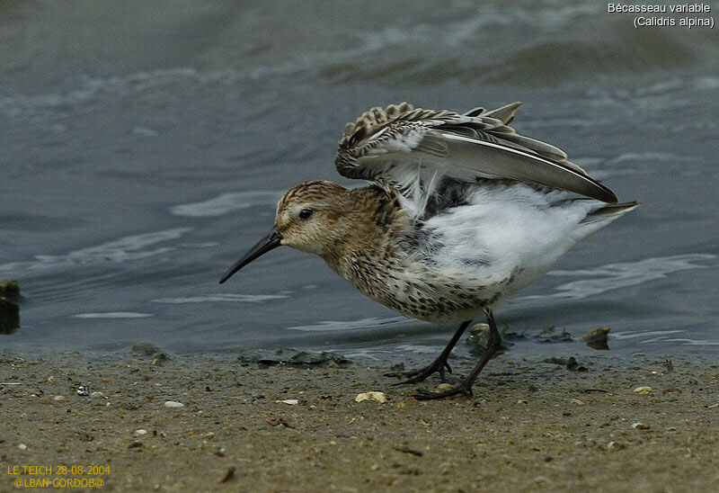 Bécasseau variable