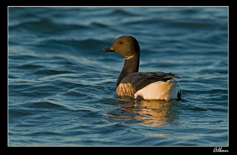 Brant Goose