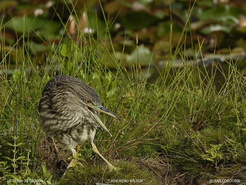 Black-crowned Night Heron