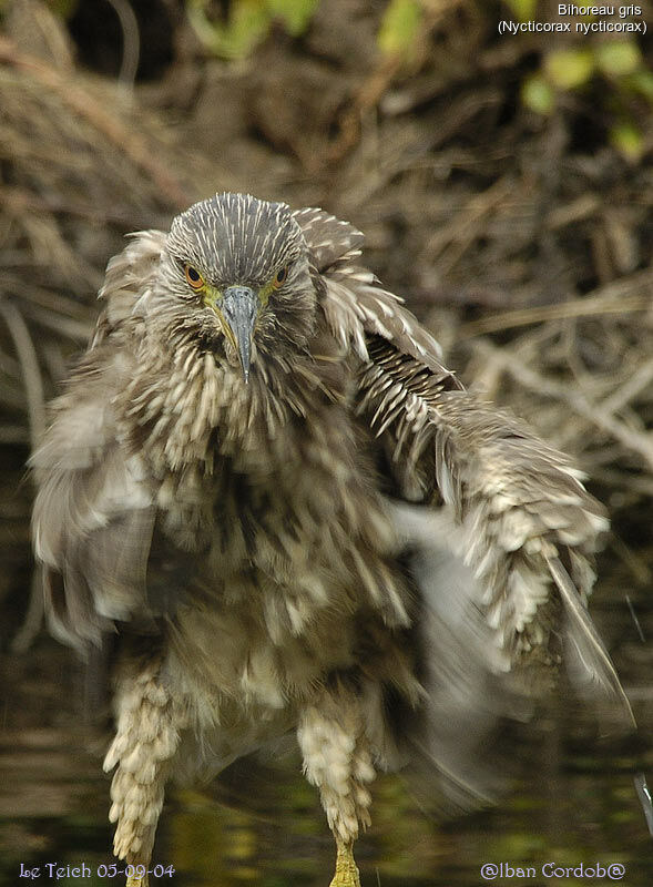 Black-crowned Night Heron