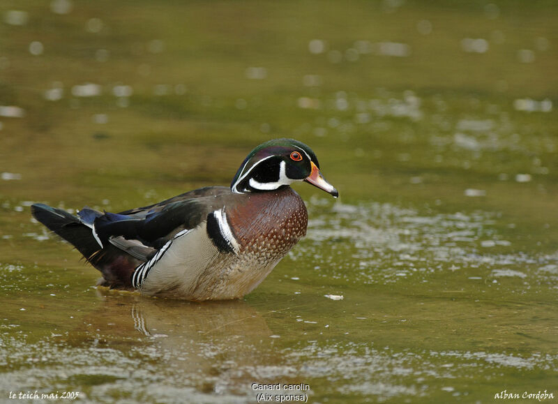 Canard carolin