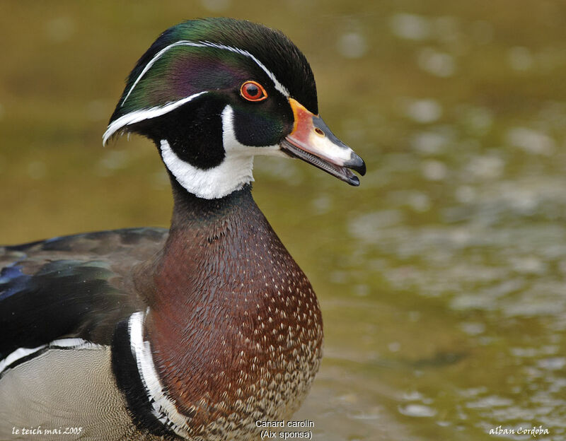 Wood Duck