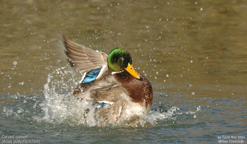 Canard colvert