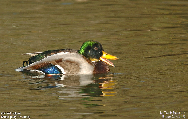 Canard colvert