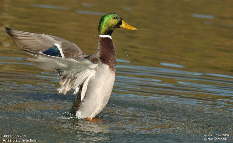 Canard colvert