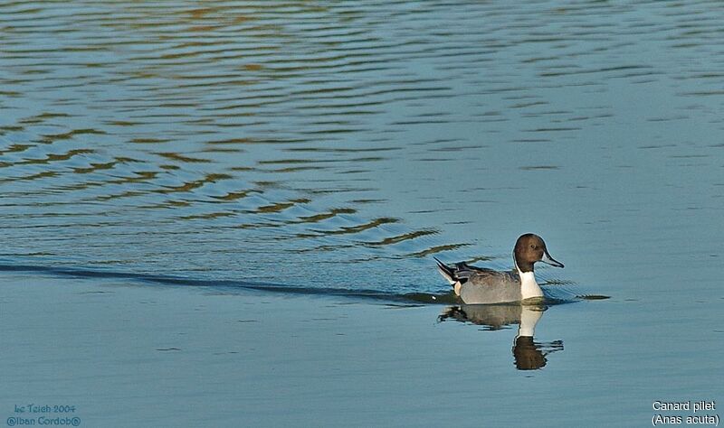 Canard pilet