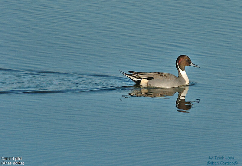 Canard pilet