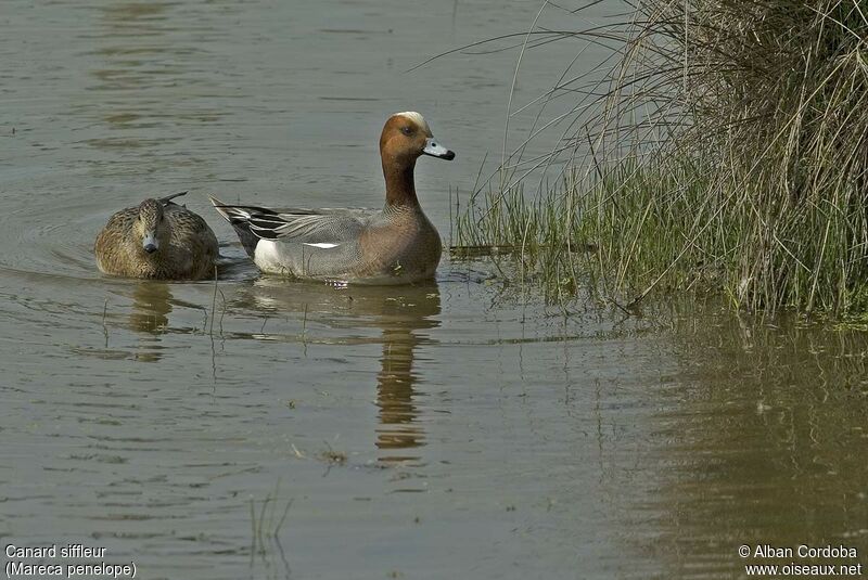 Eurasian Wigeon