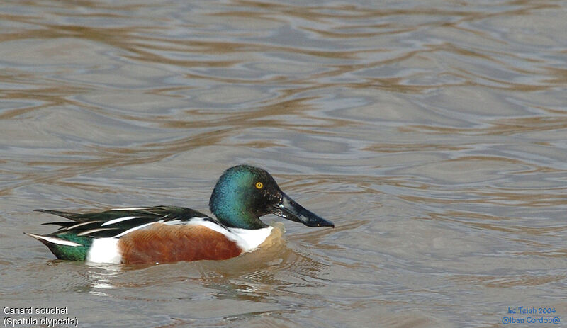 Northern Shoveler