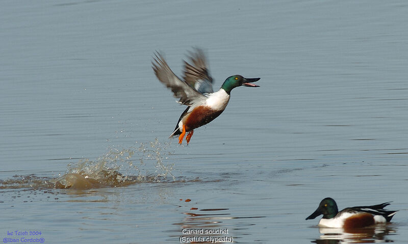 Northern Shoveler