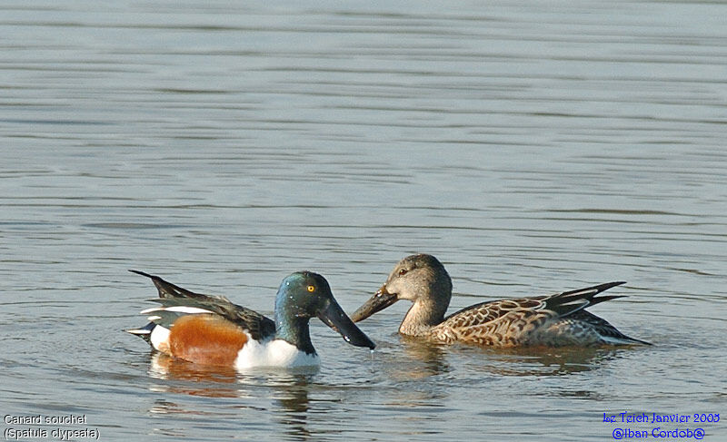 Northern Shoveler