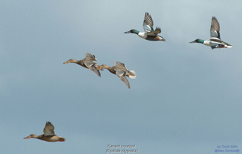 Northern Shoveler