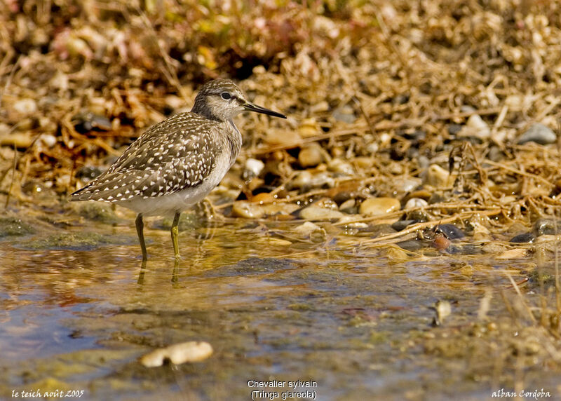 Wood Sandpiper