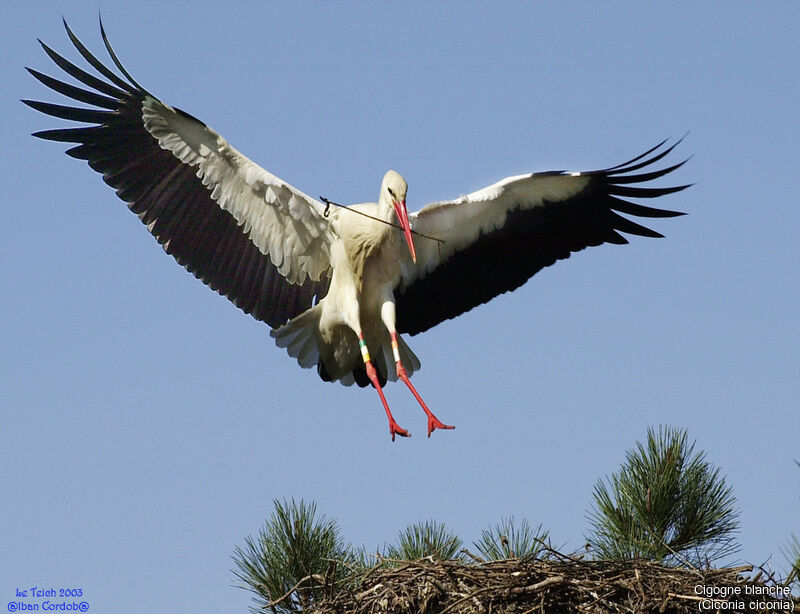 Cigogne blanche