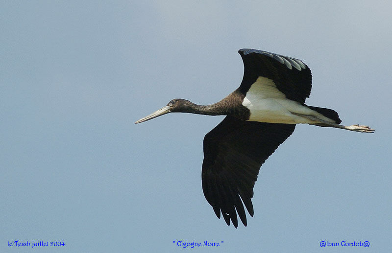 Black Stork