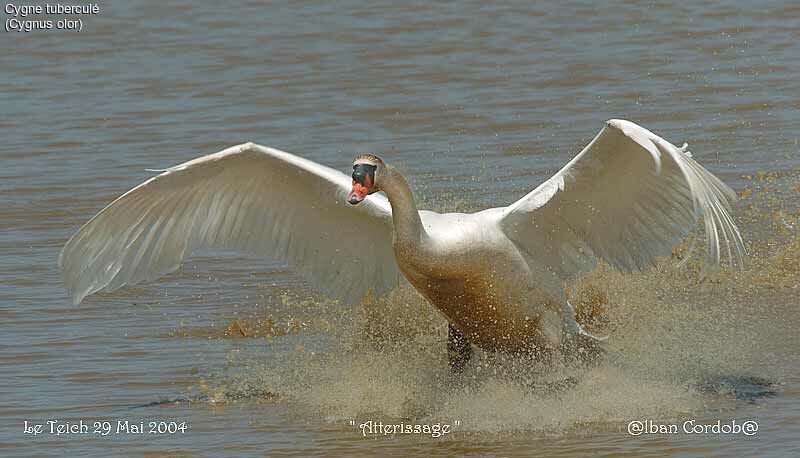 Cygne tuberculé