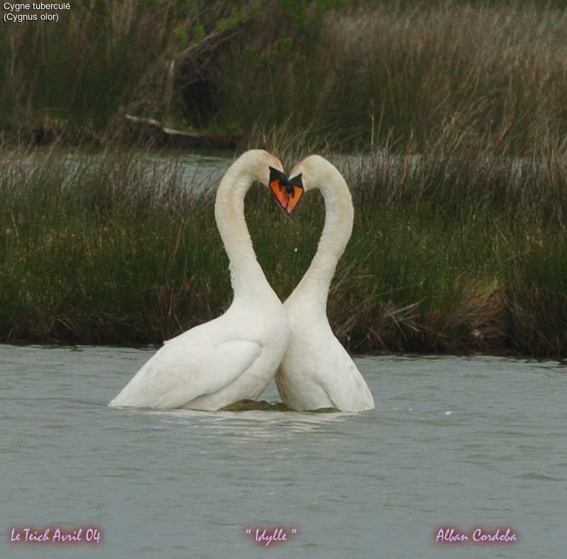 Cygne tuberculé