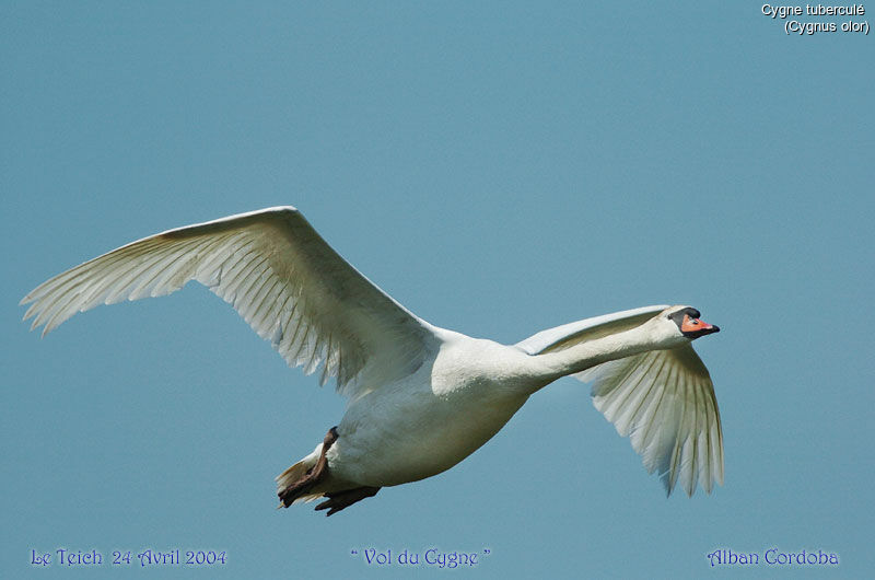 Cygne tuberculé