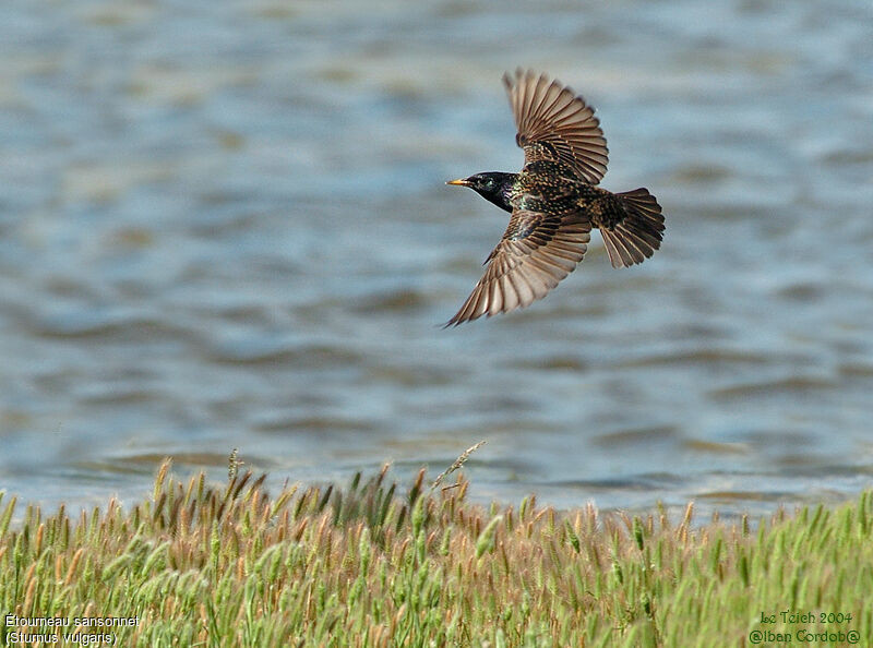 Common Starling